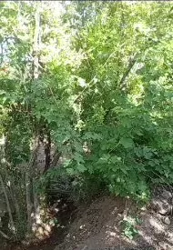 باغ انار