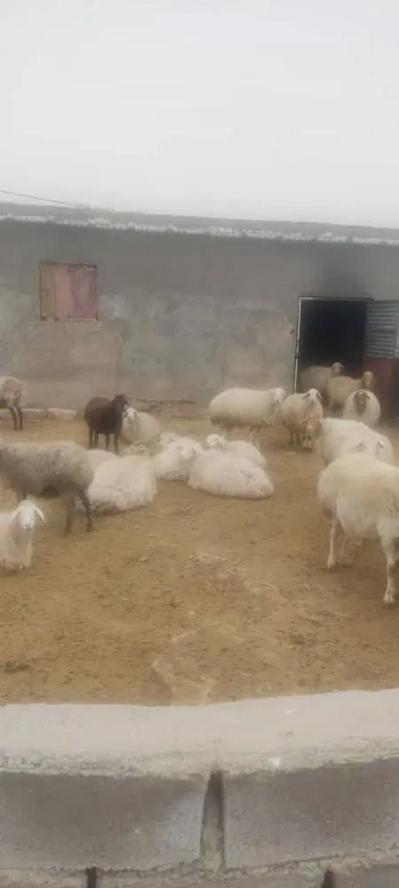 دامداری دوین