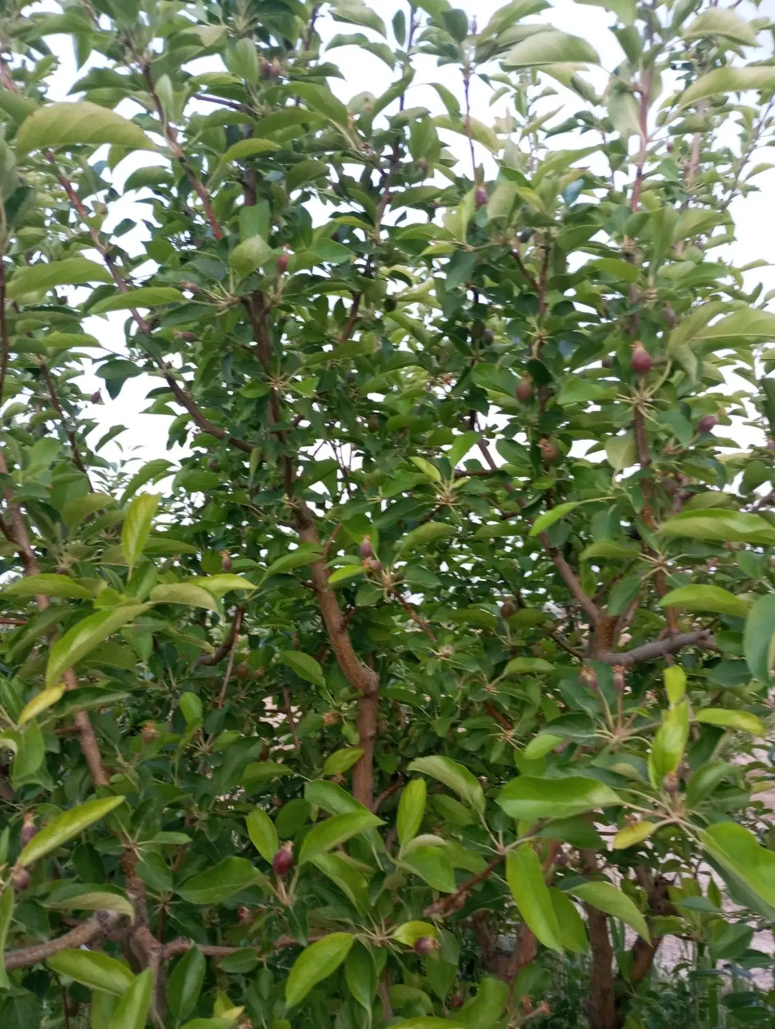 باغ و زمین‌ویلایی‌در نعمت الله