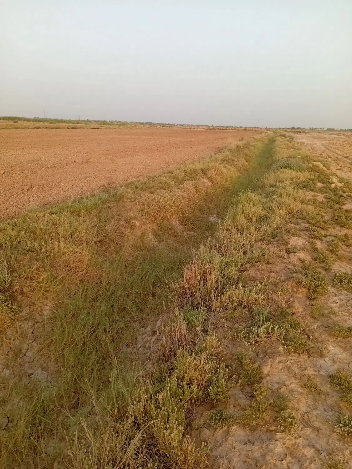 زمین کشاورزی