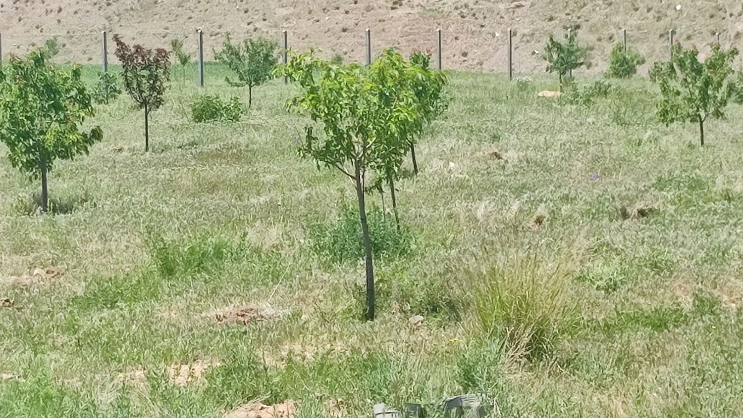 زمین سند دار باغی زراعی اخر گلشهر چورناب