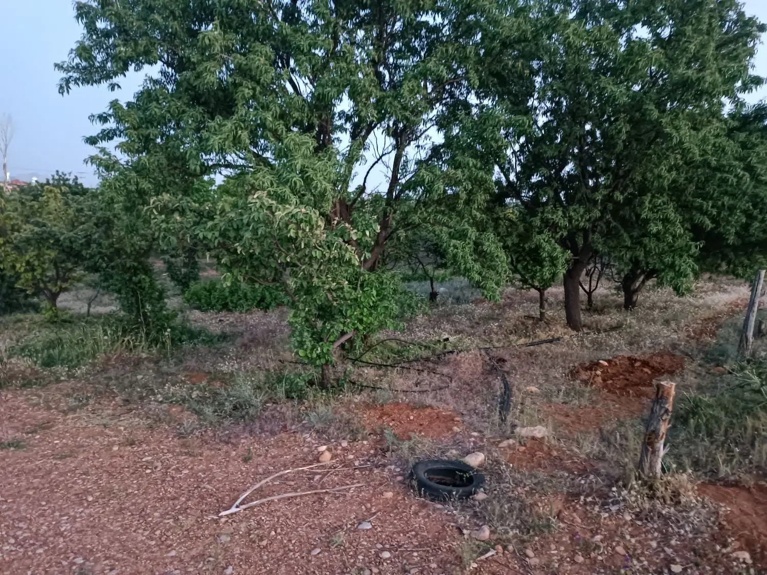 زمین و باغ کدیون  قره چمن  ۲۰۰۰متر