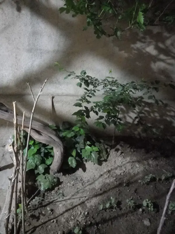 فروش خانه کلنگی
