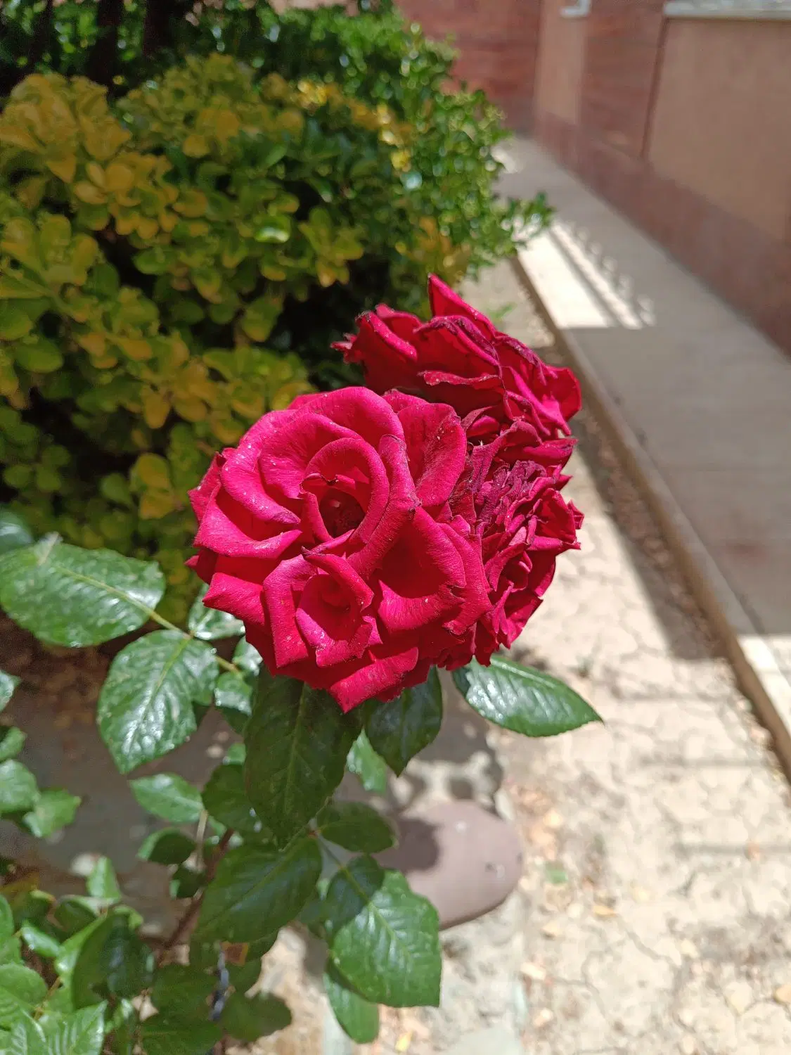 باغ ویلای شمالی با صفای شمشاد