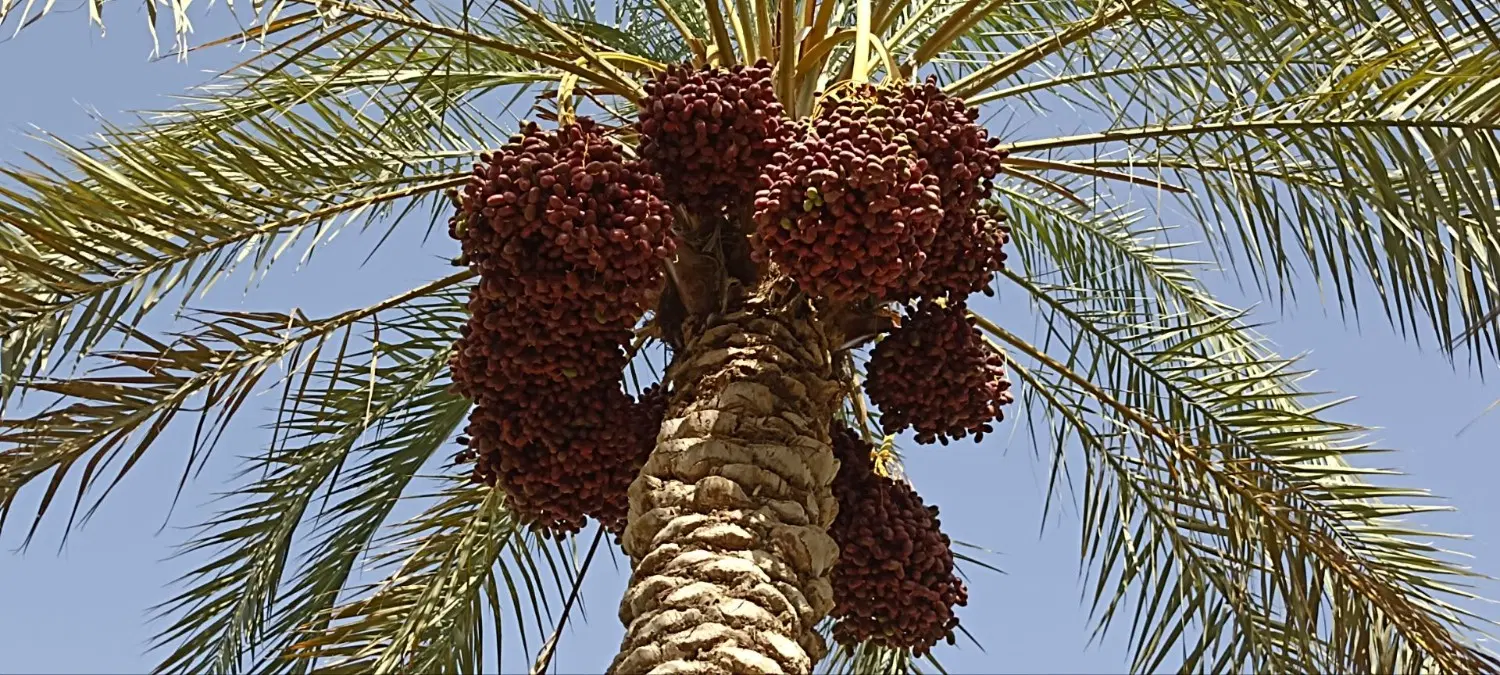 اجاره باغ یک دست مضافتی