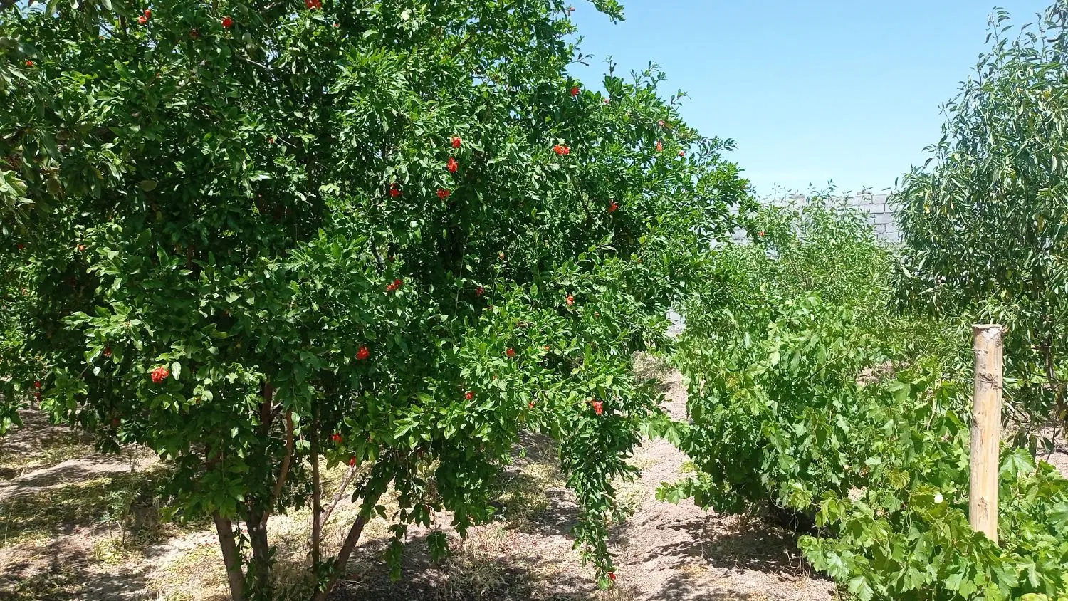 باغ انواع میوه و بادام