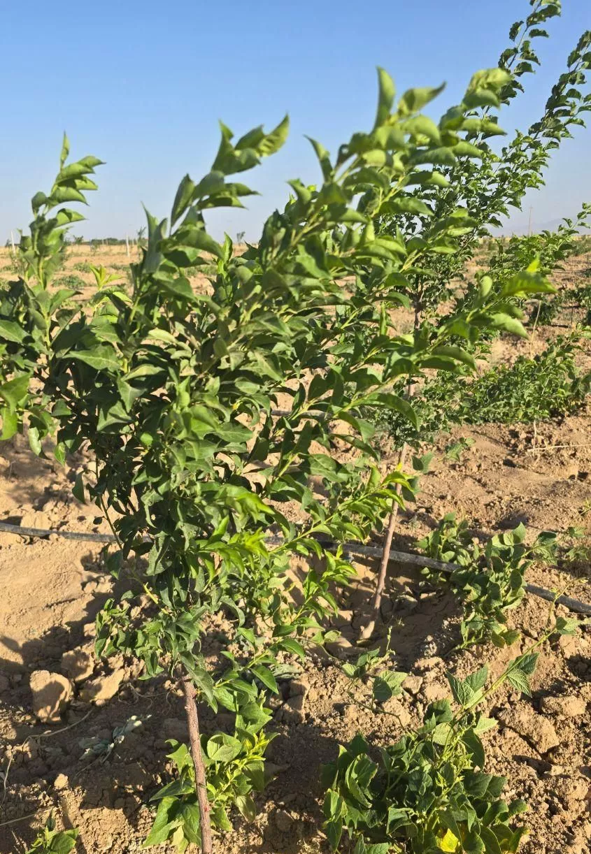 فروش زمین ویلای باغی