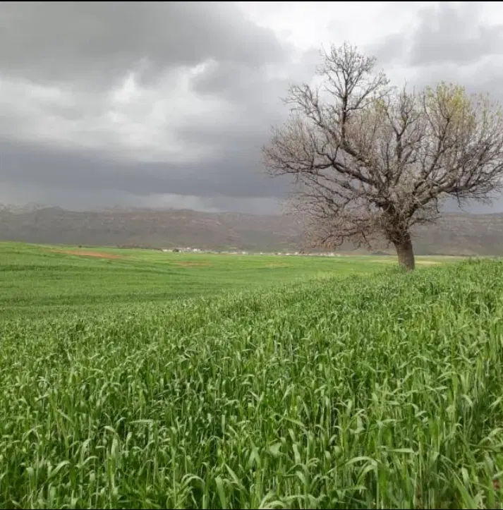فروش دو قطعه زمین کشاورزی در روستای داودرشید
