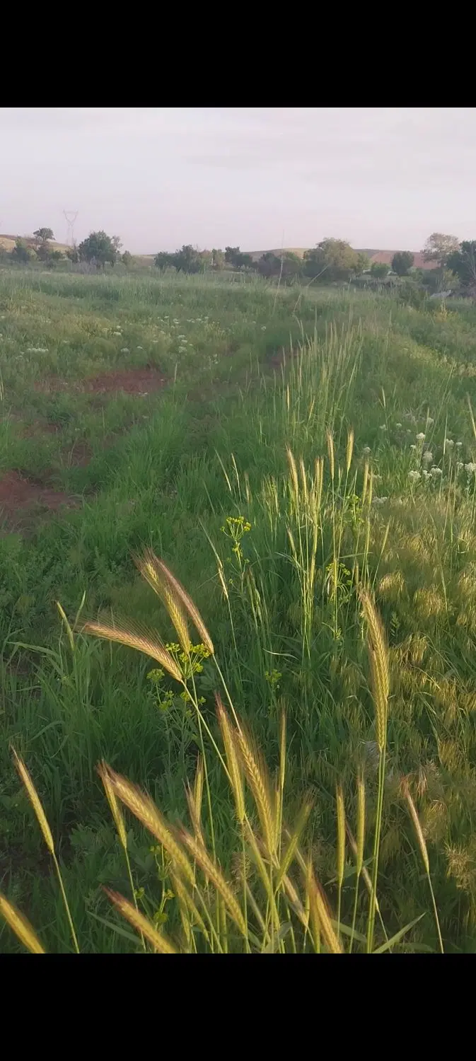 یک قطعه زمین به مساحت دو هزار متر مربع