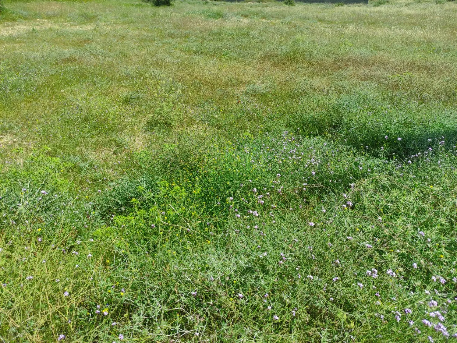 ۸۰۰متر مسکونی چم دره