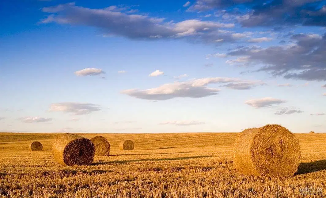 یک هکتار زمین دیم کشاورزی روستای قزوینه