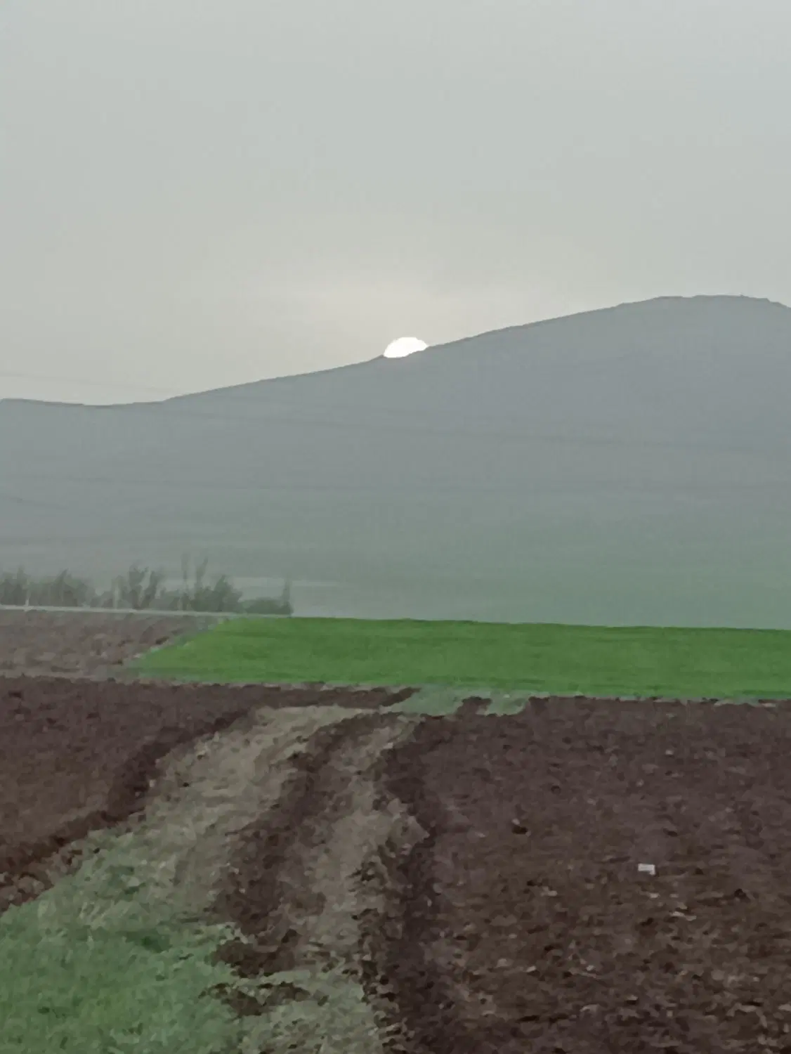 نخود برای چیدن دارم
