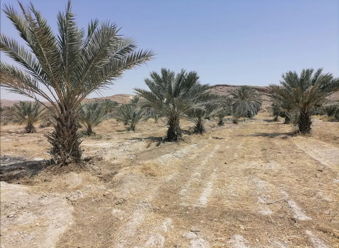 باغچه نخل