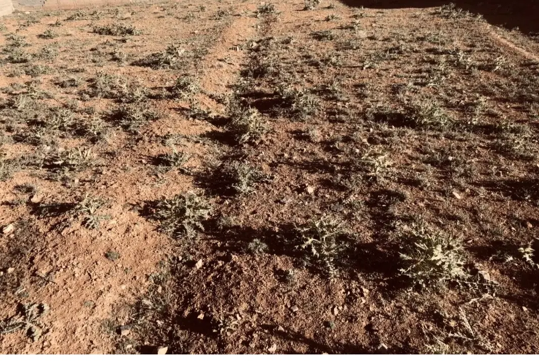 زمین کشاورزی. باسند در دست اقدام از اداره ثبت