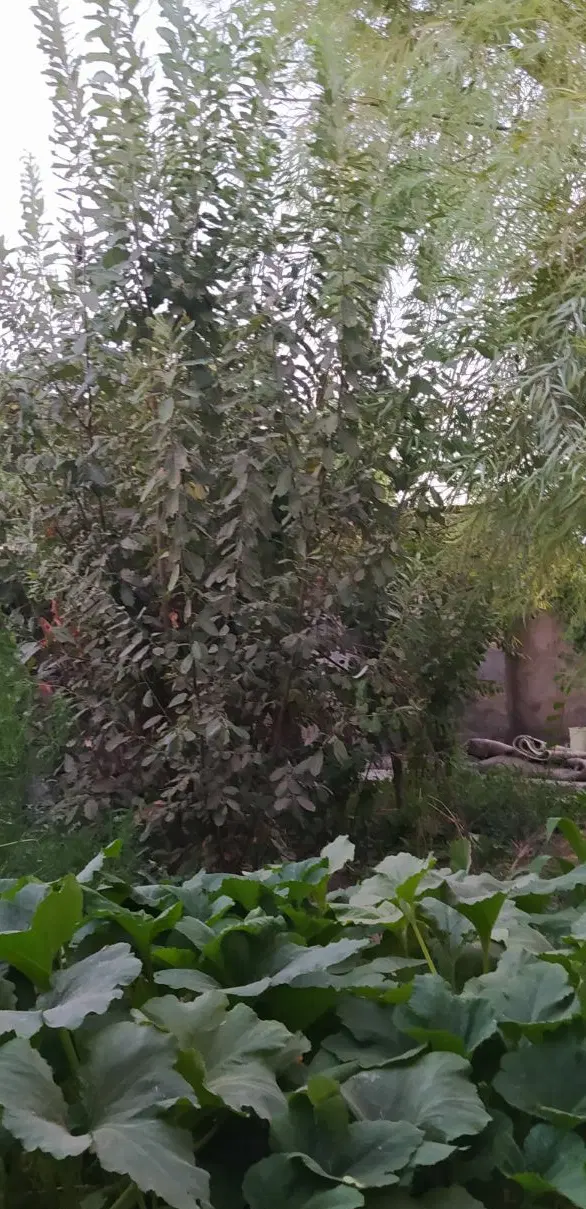 خانه در ماهان