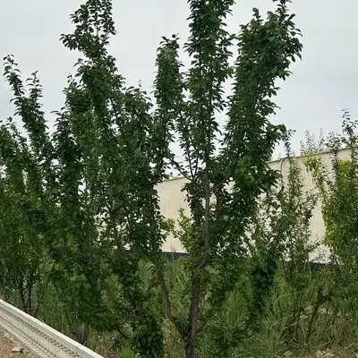 ۵۲۷ متر باغ گلابی ملارد