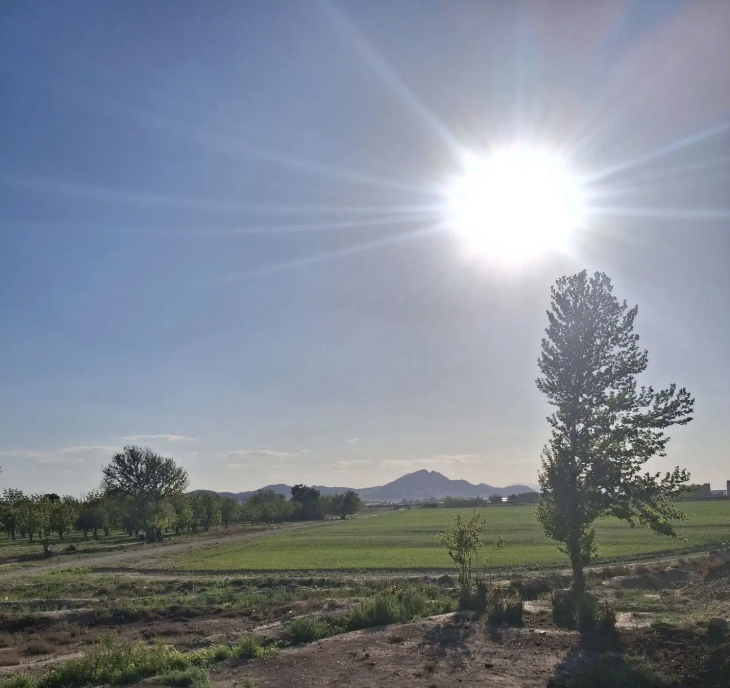 زمین زراعی