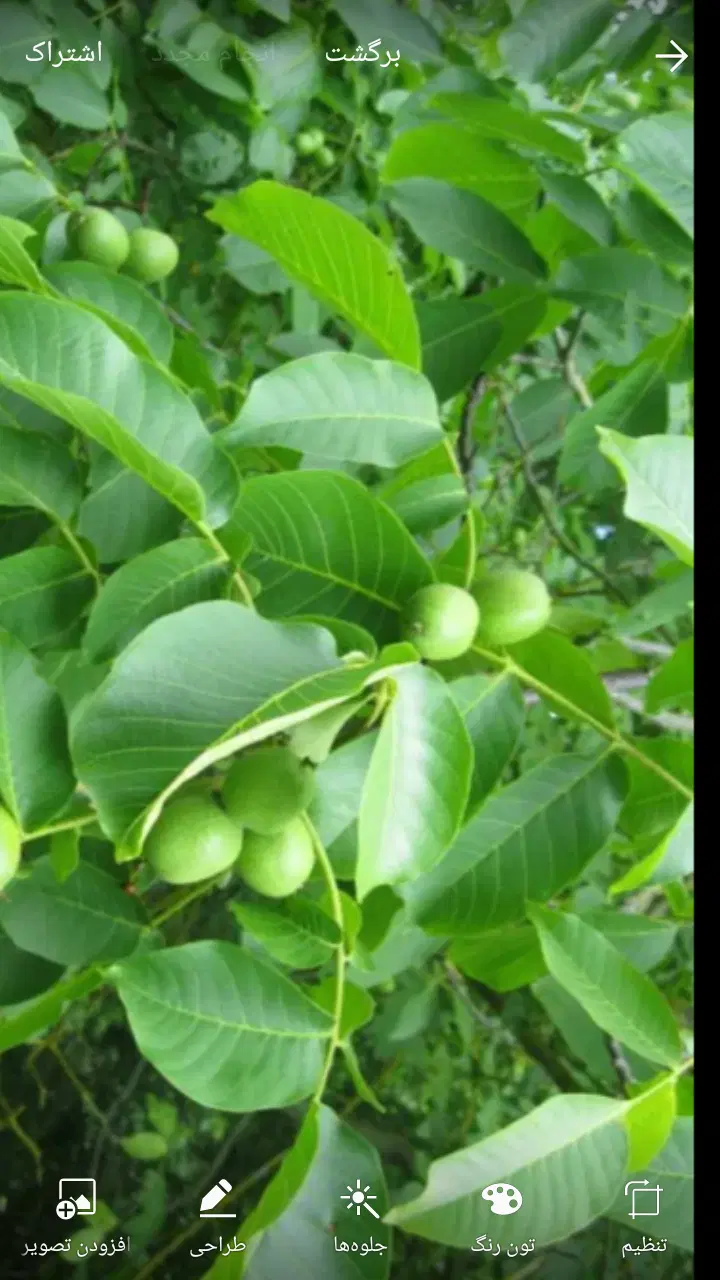 اجاره باغ گردو