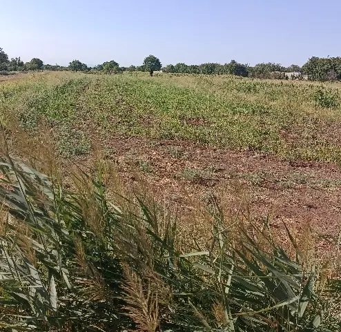 زمین زراعی