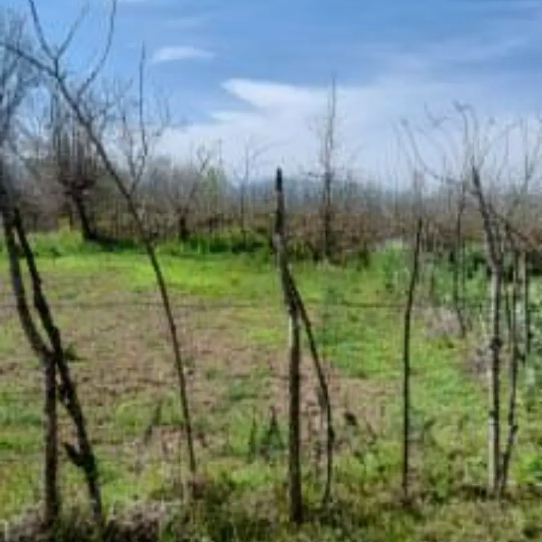 زمین باغی