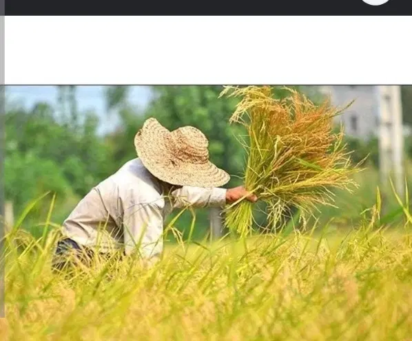 متقاضی شالیزار هستم۱ تا۲هکتار