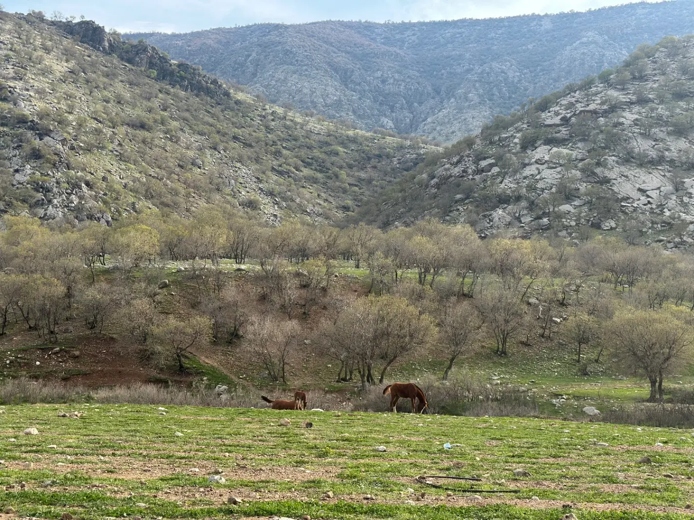 زمین محدوده بهاران