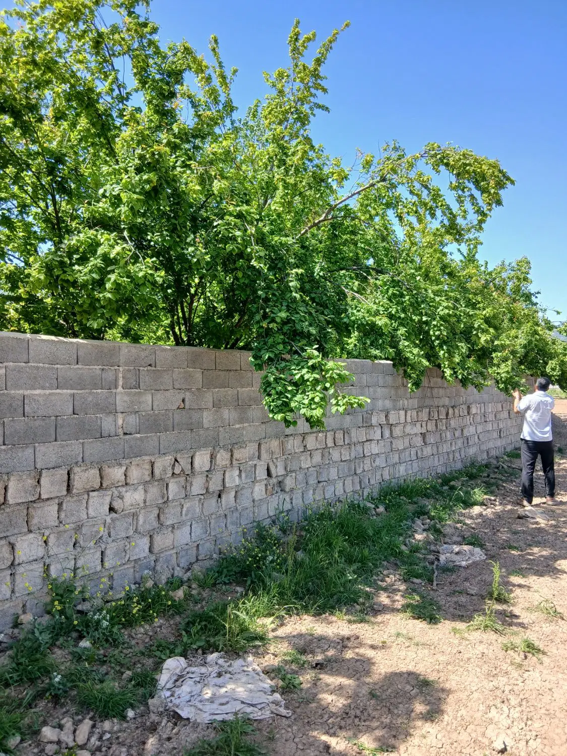 زمین نزدیک لب جاده کیاسر نزدیک بافت