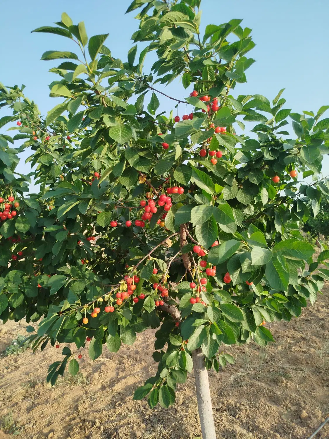 معاوضه باغ  با ملک