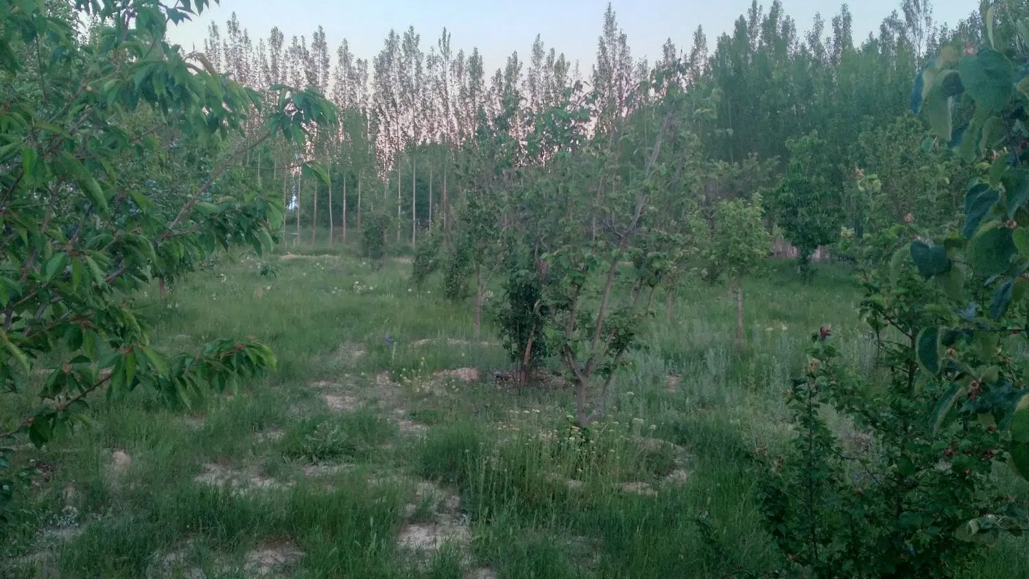 زمین ۳۰۰ متری باغ درآخر گل مغان
