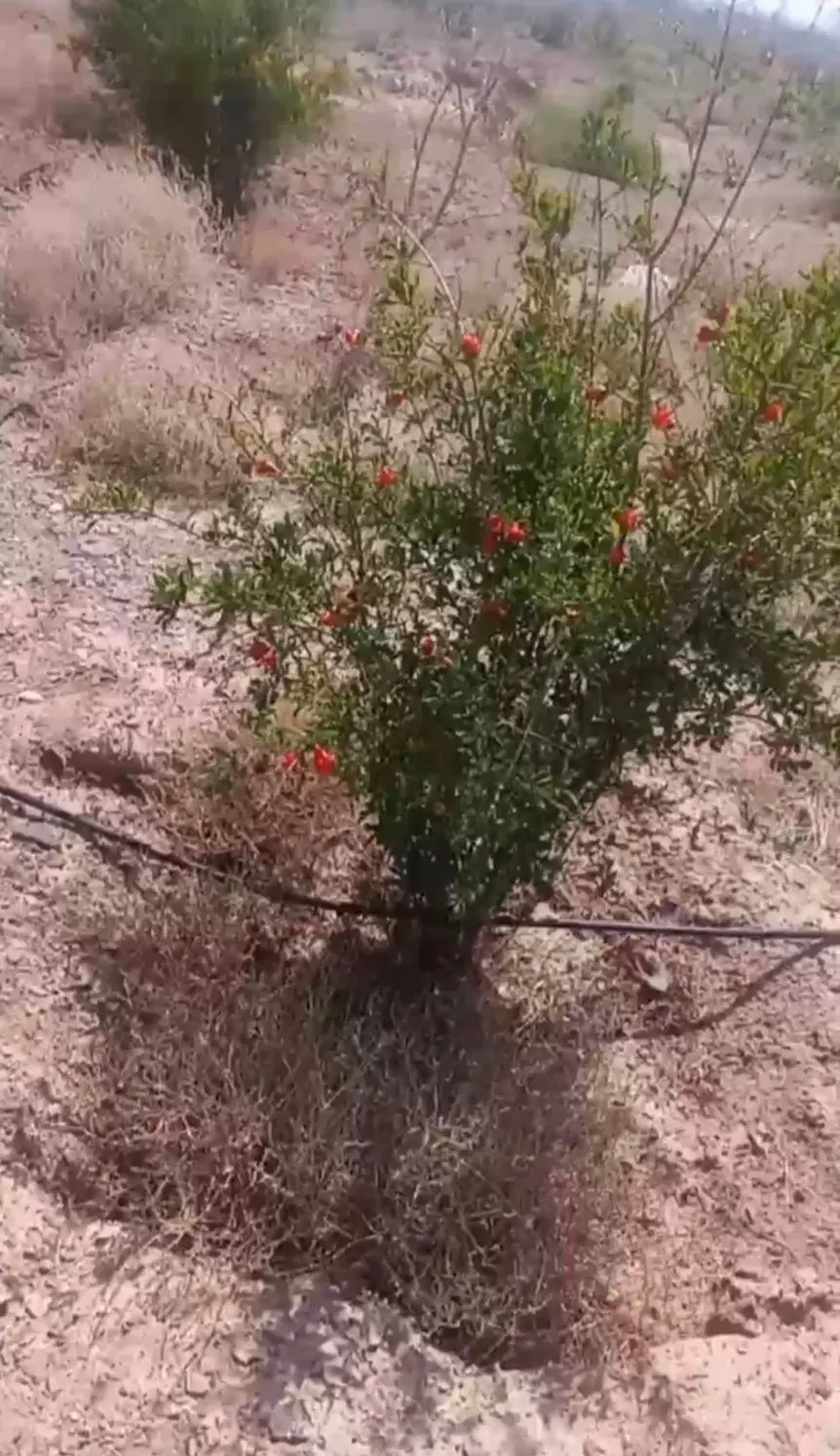 باغ زمین باکاربری زراعی