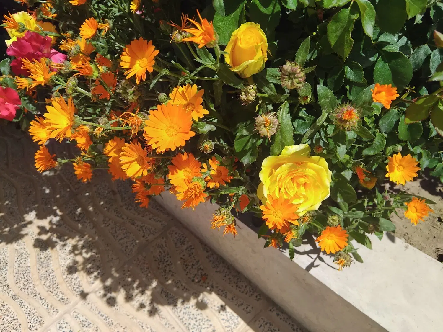 زمین باغی گوار