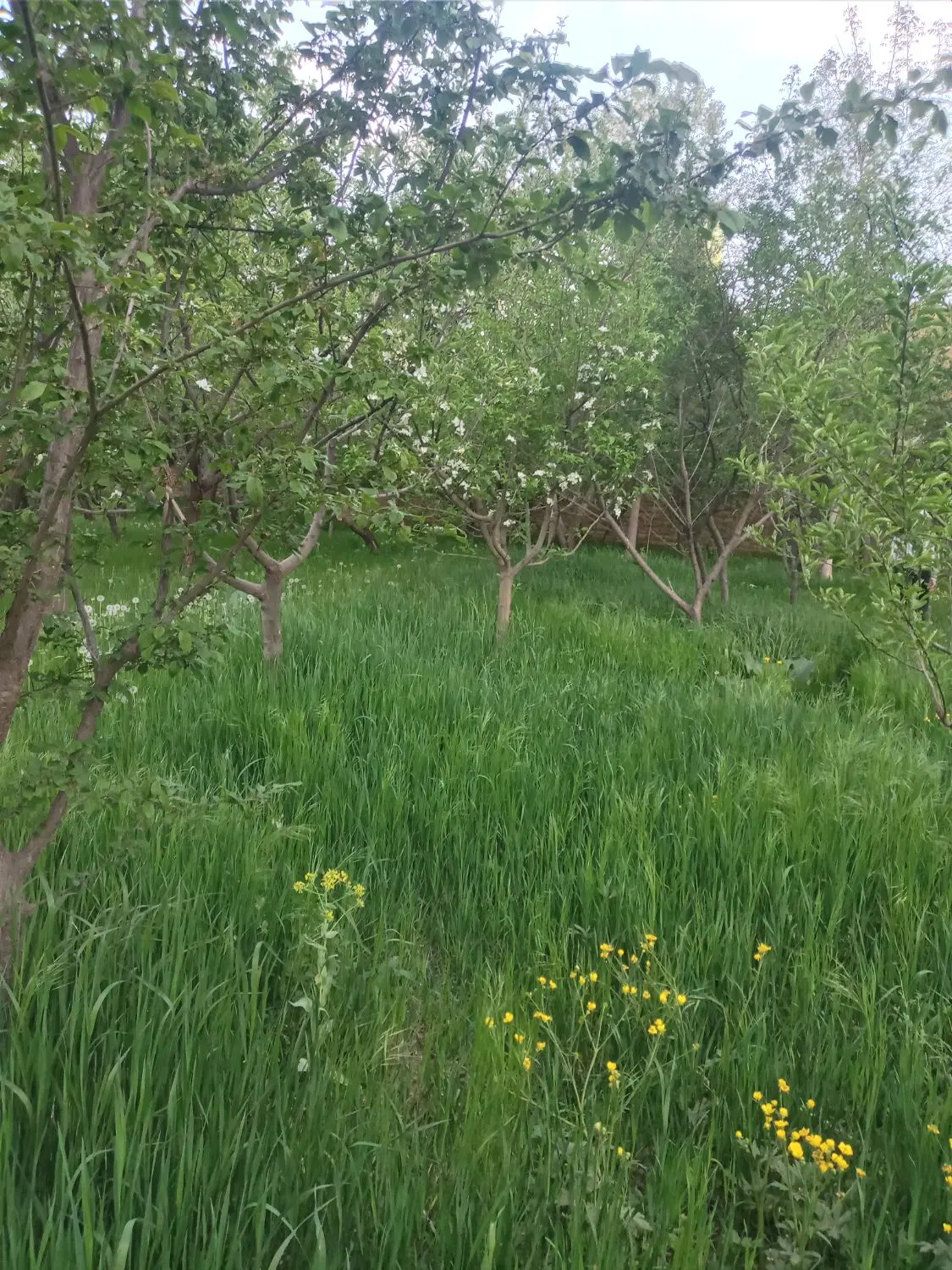 فروش خانه ویلایی