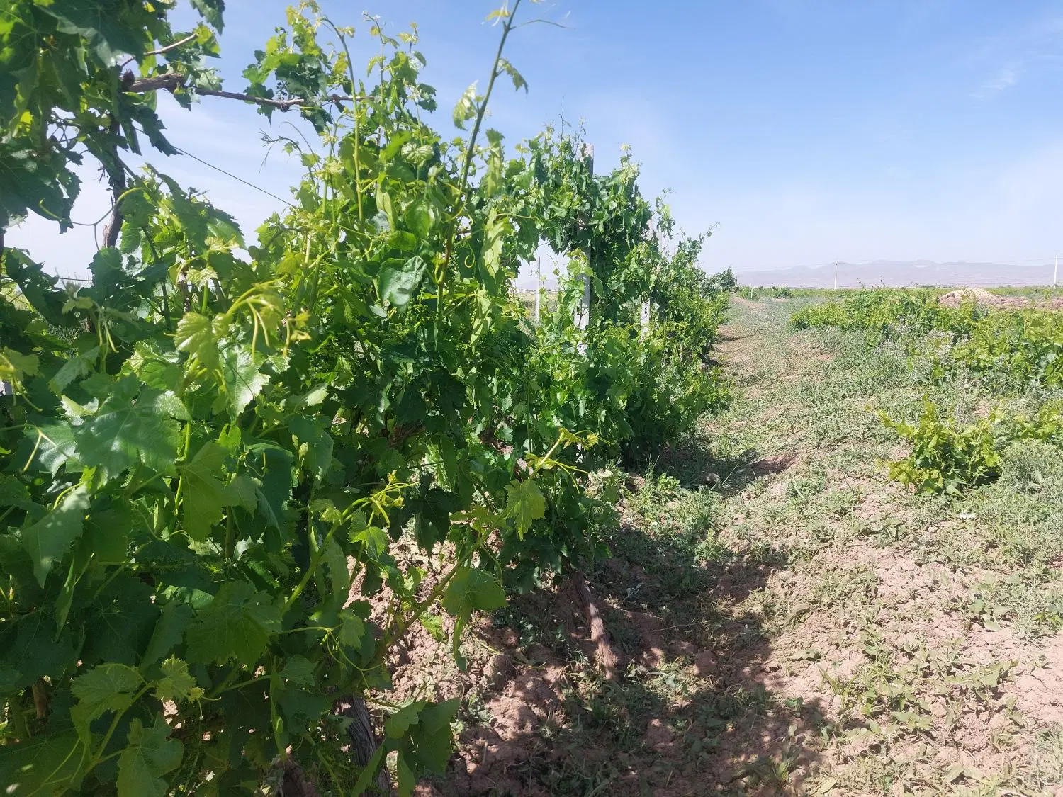 باغ انگوربیدانه داربستی