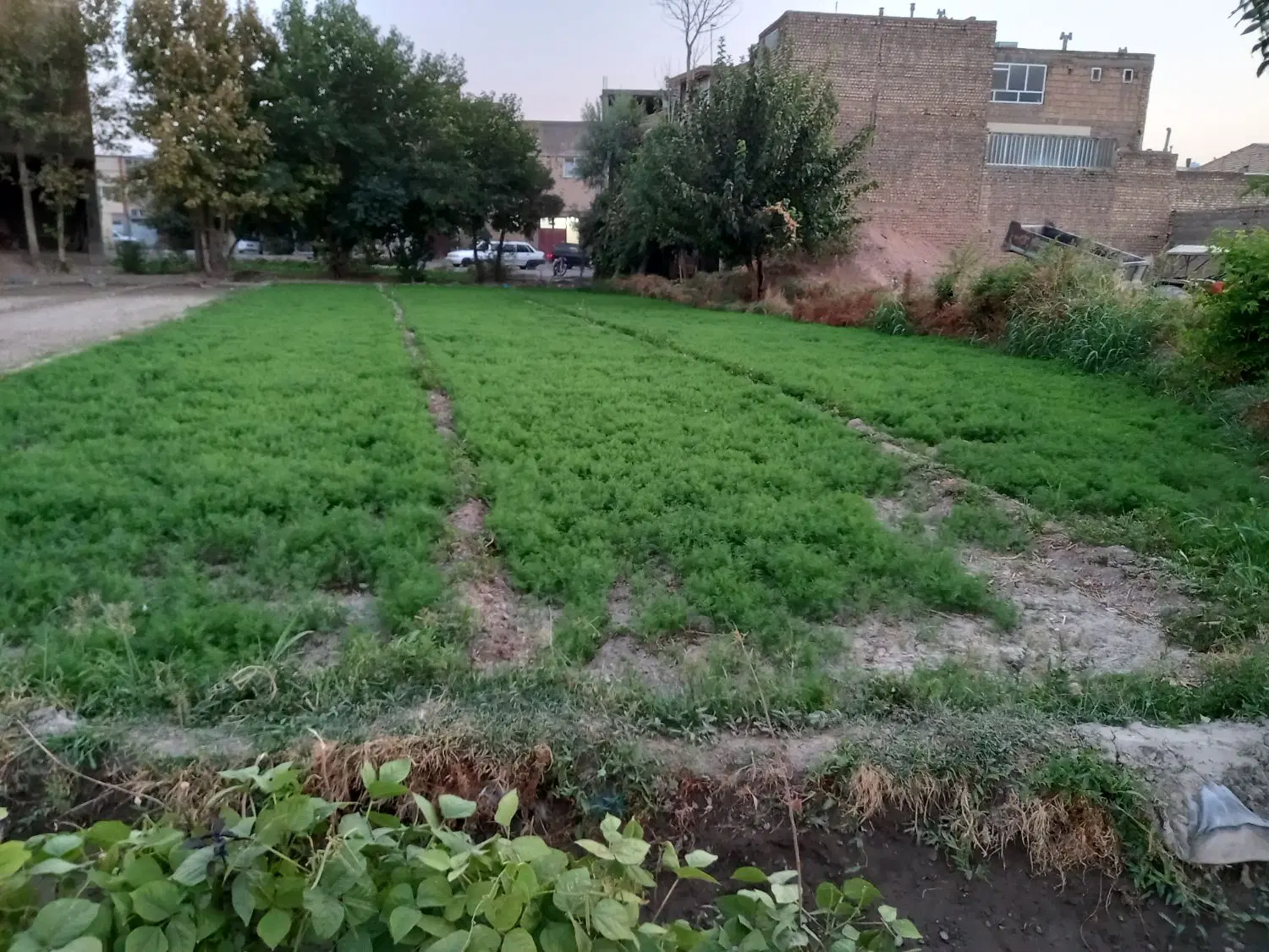 زمین فروشی درچه