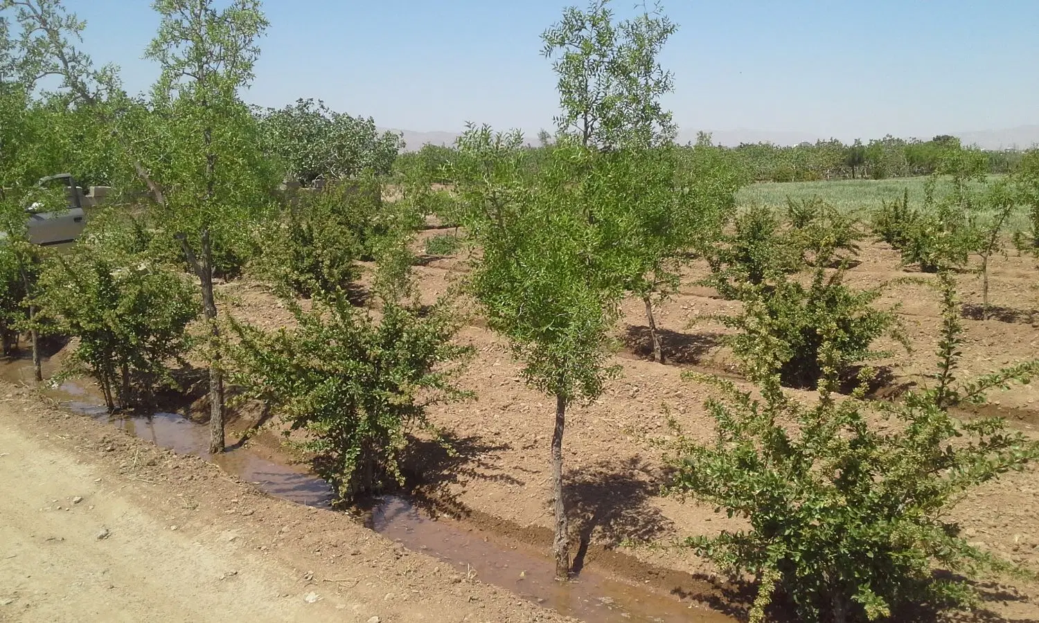 فروش باغ زرشک پسته عناب