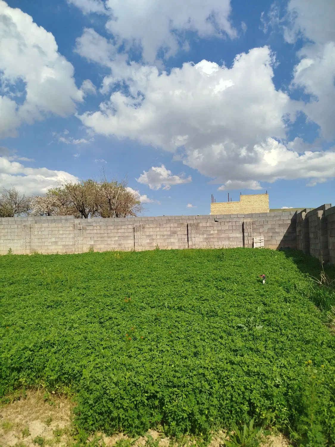 زمین سیاه کمر