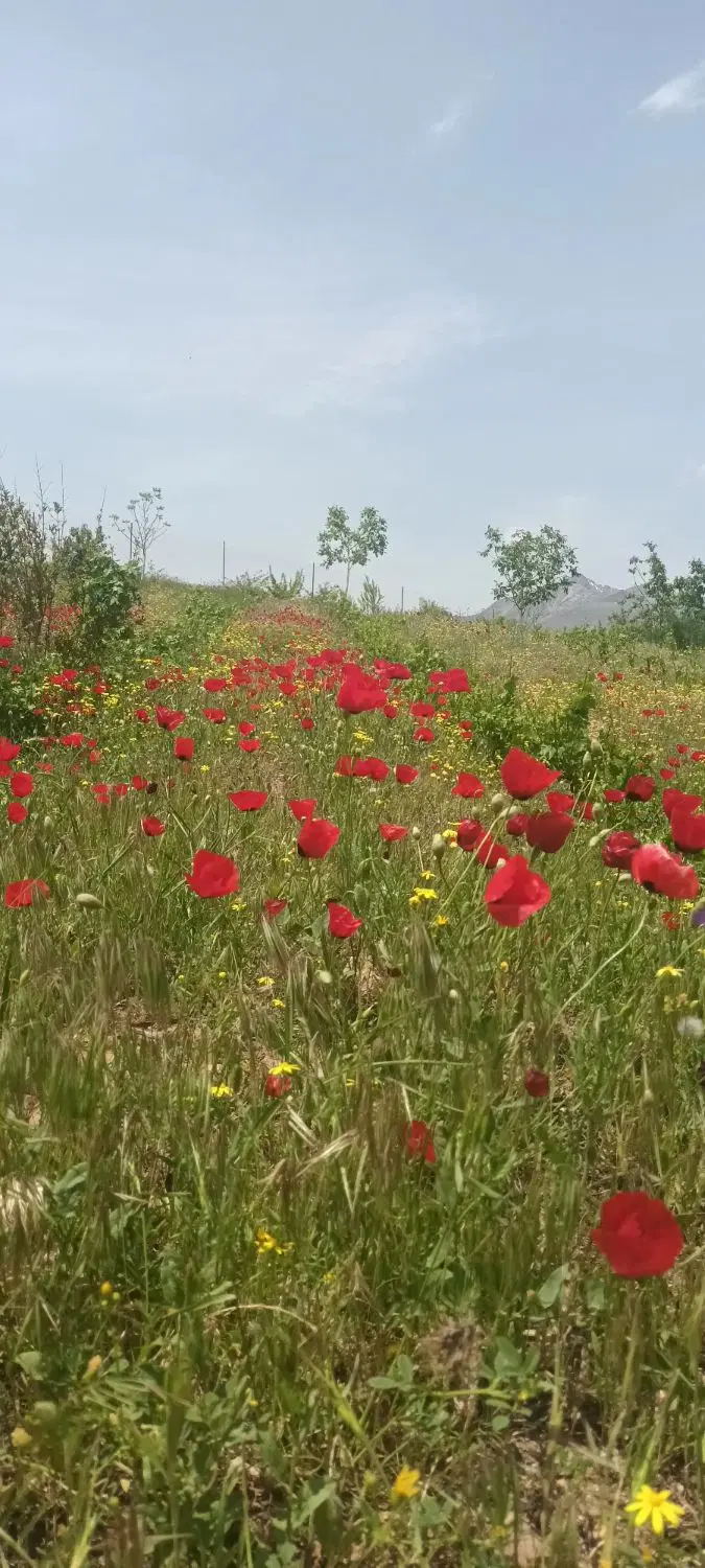 ۵۷۰۰ متر باغ با برق و آب و استخر در شبستر