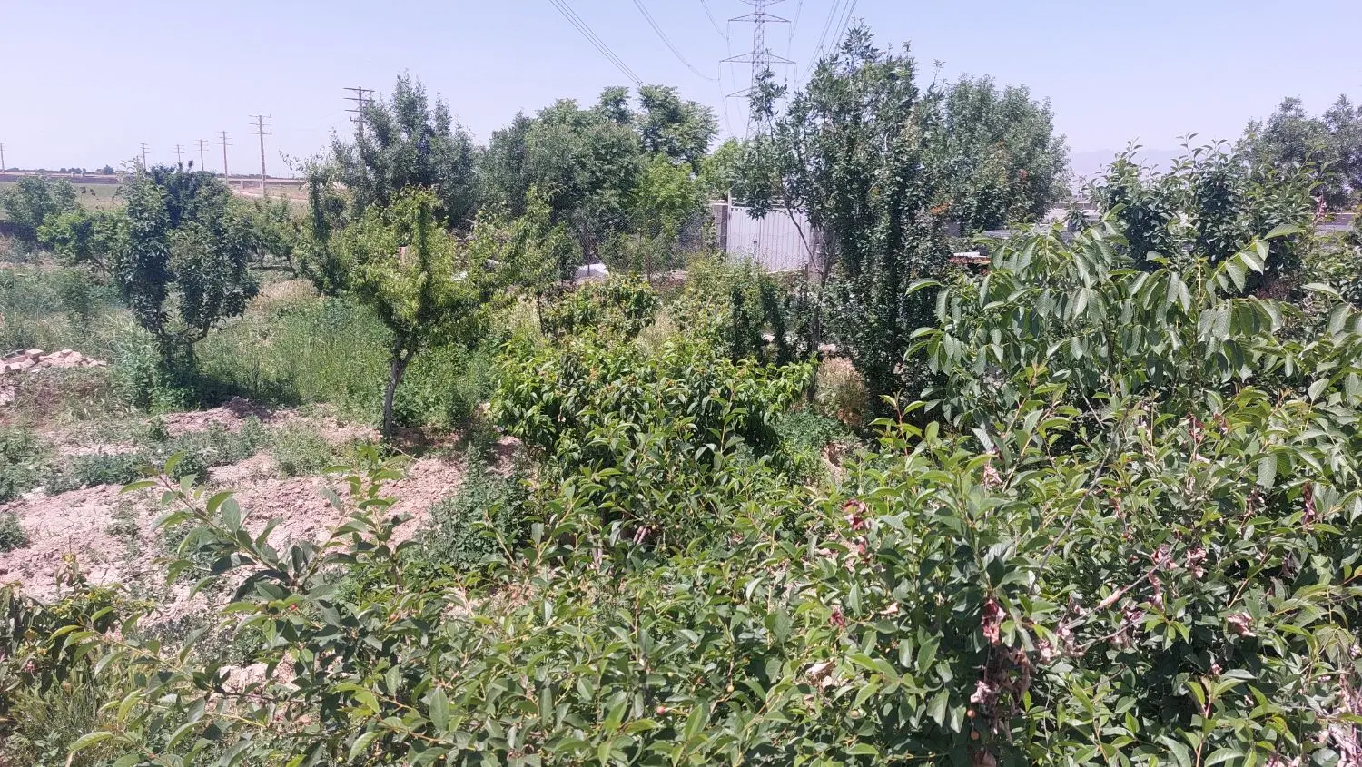 فروش باغ میوه به متراژ ۷۸۰۰ متر لوکیشن خوب سند دار