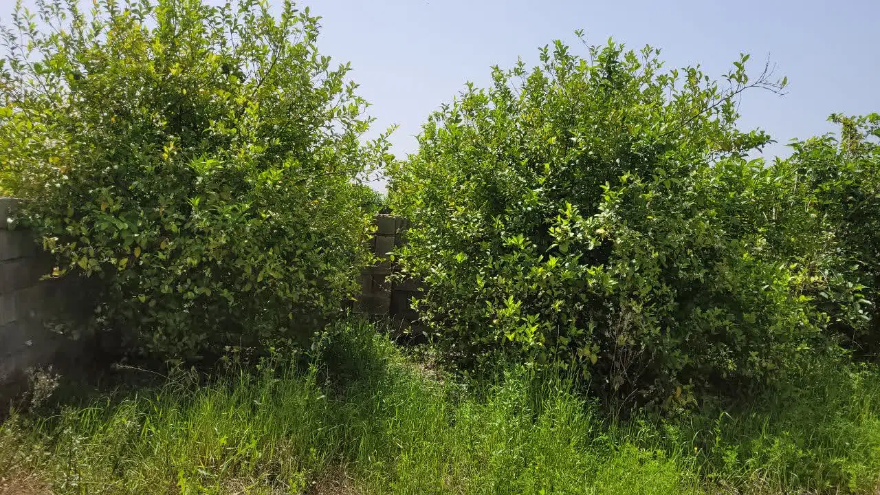 فروش باغچه