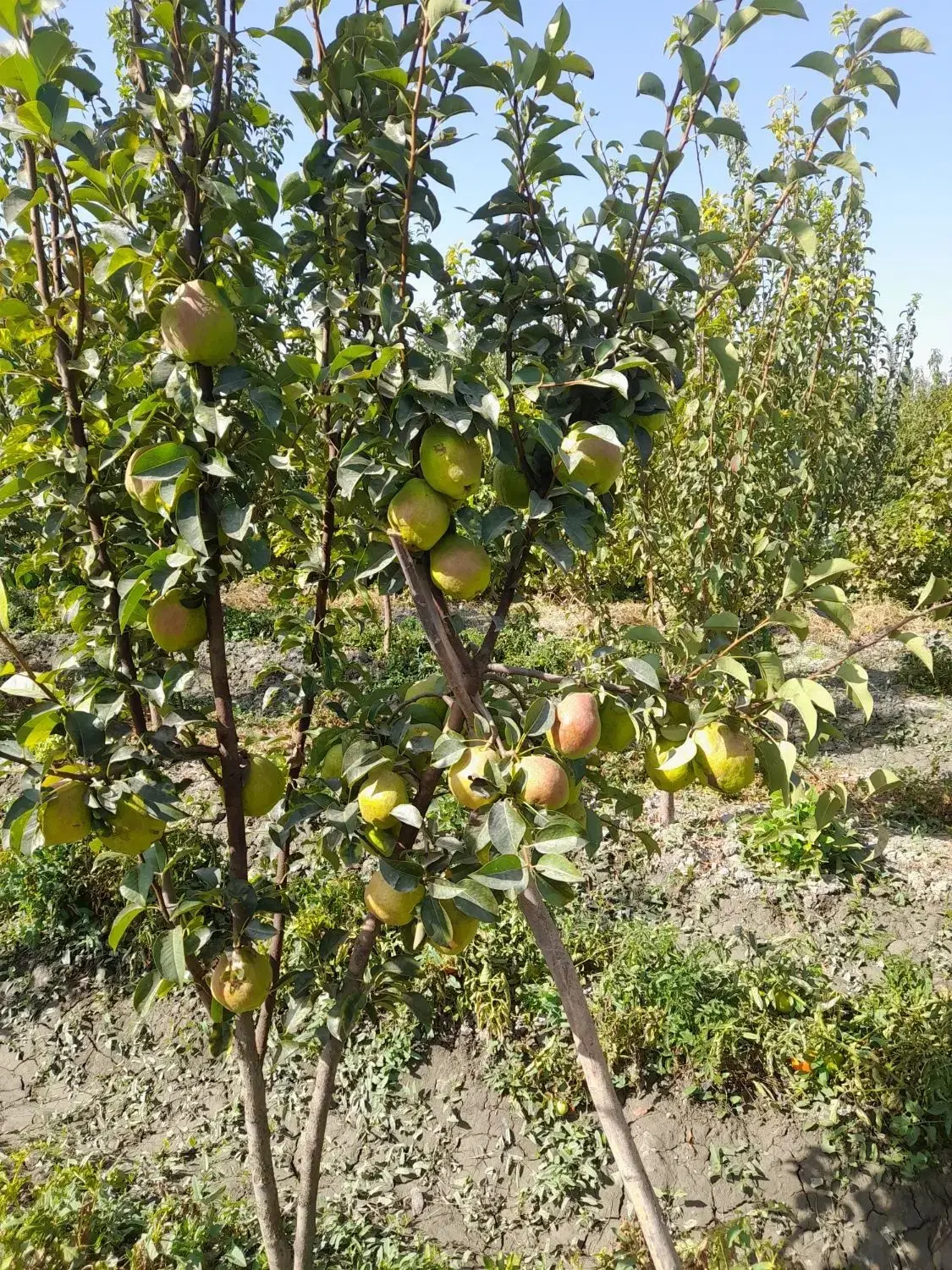 فروش فوری باغچه شهید کلانتری