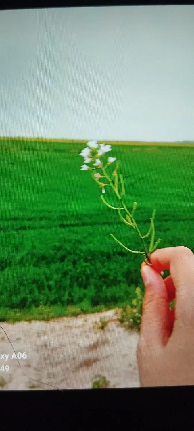 زمین مسکونی خوشقواره خسروی