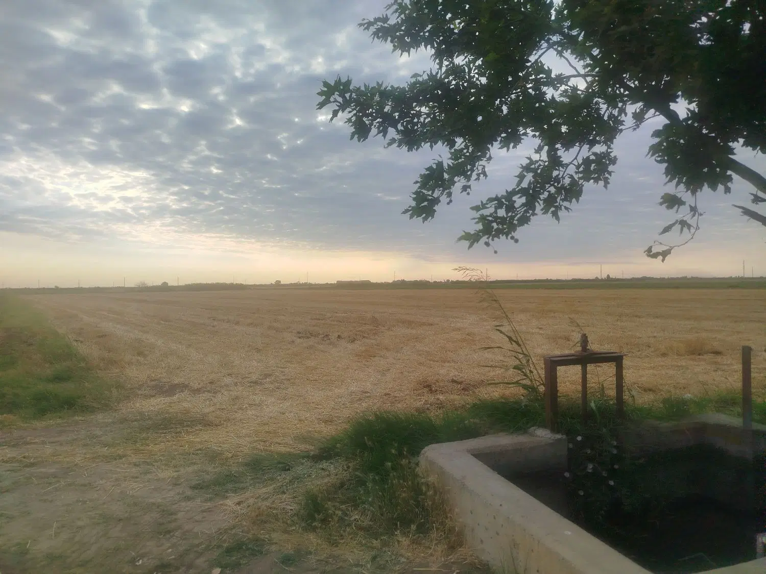 زمین کشاورزی جاکشت گندم برای سیر(سارمساخ)