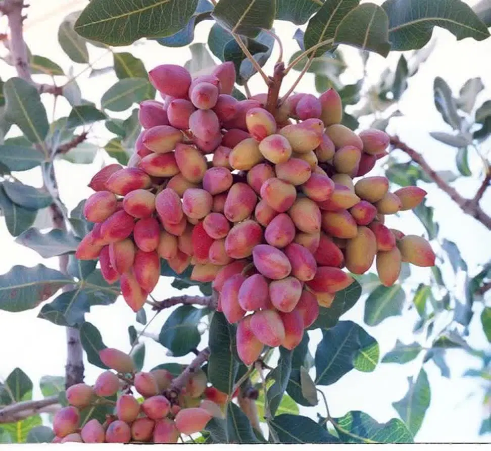 زمین پسته اجاره می کنیم