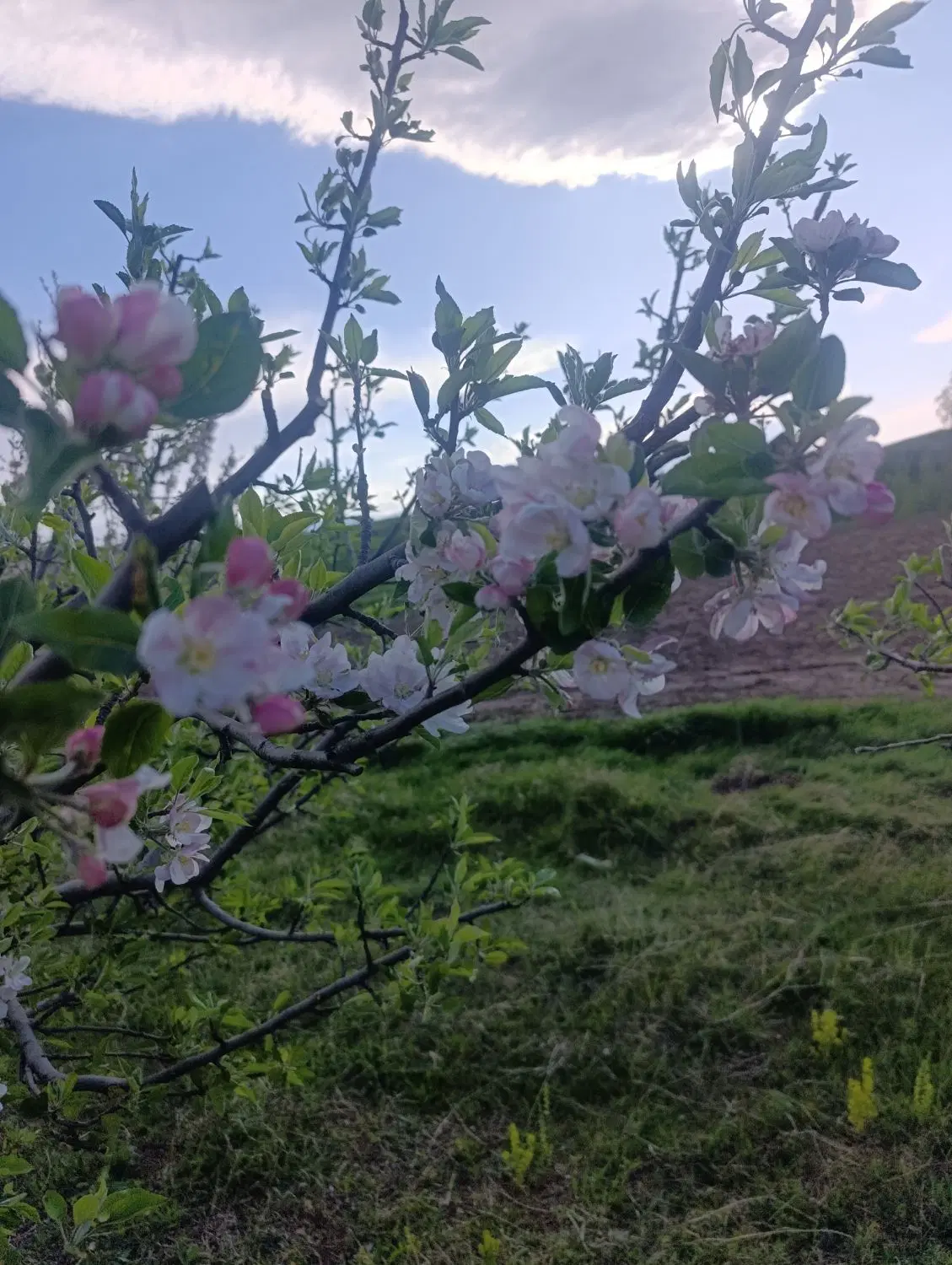 زمین برا ساخت خانه