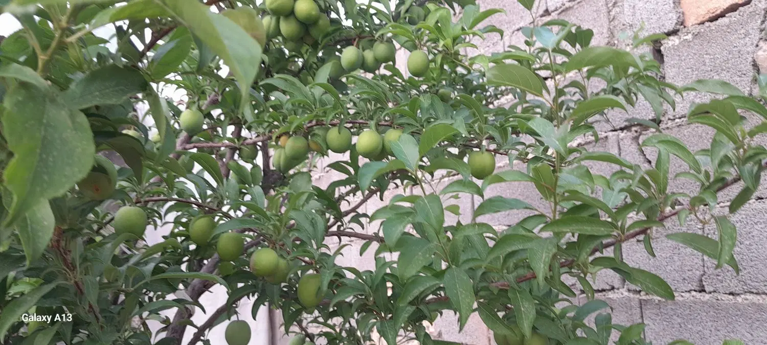 باغ فروشی