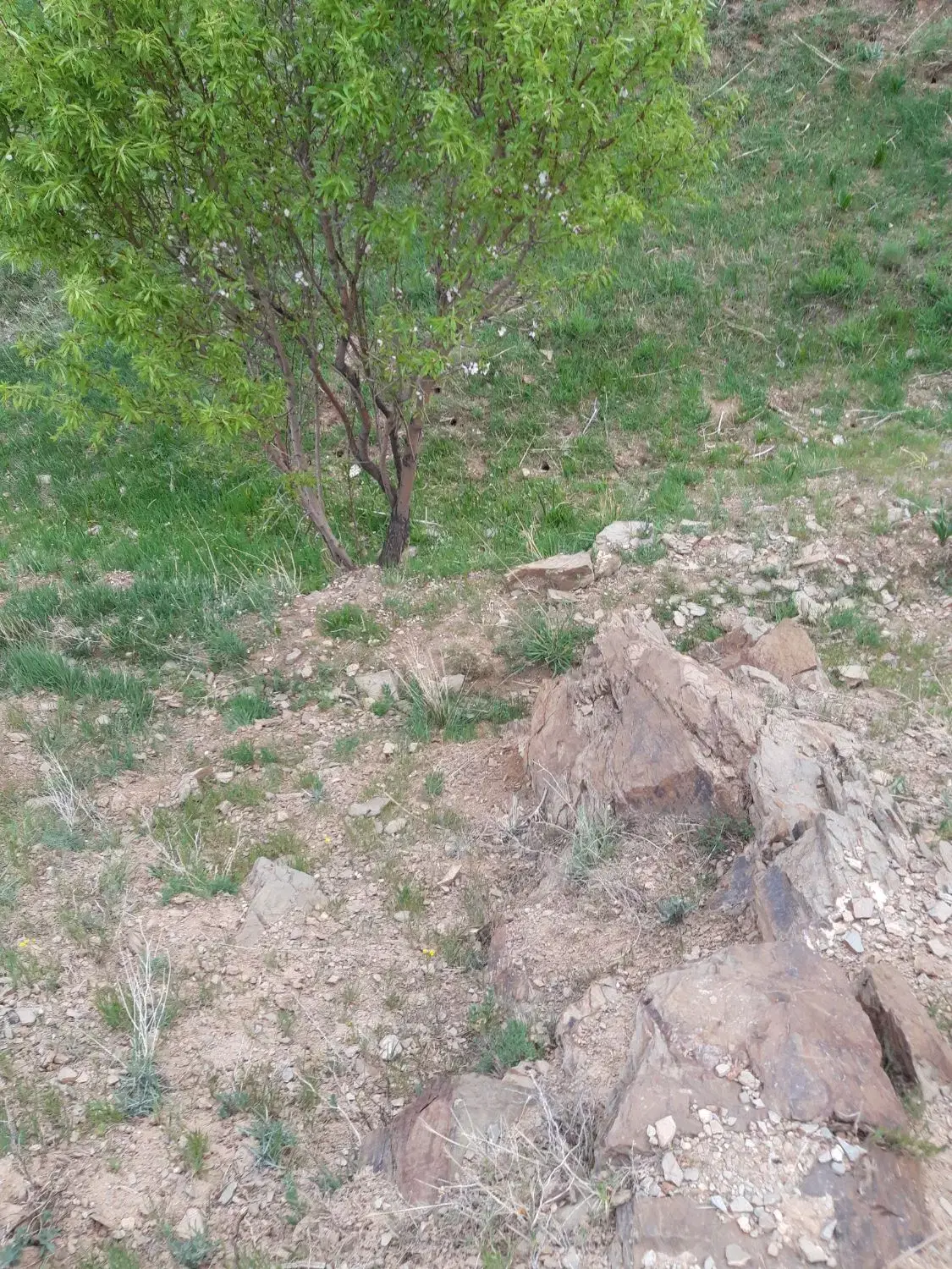 باغ و چراغگاه 32 هکتاری 15 کیلومتری زنجان