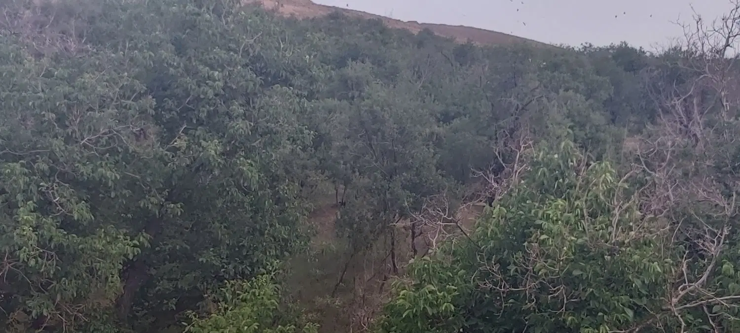 باغ روستای انجلاس