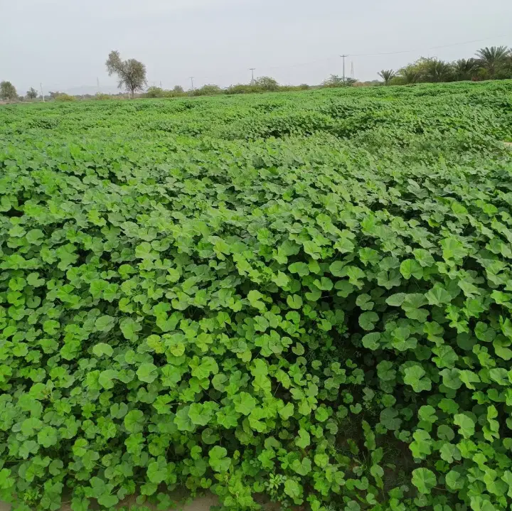 زمین پشتکوه‌جلالی