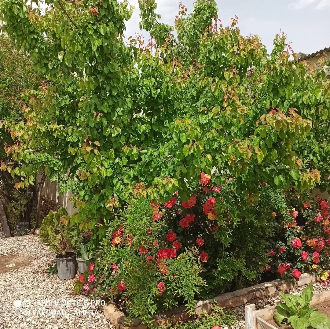 اجاره منزل مسکونی ویلایی در طراز ناهید
