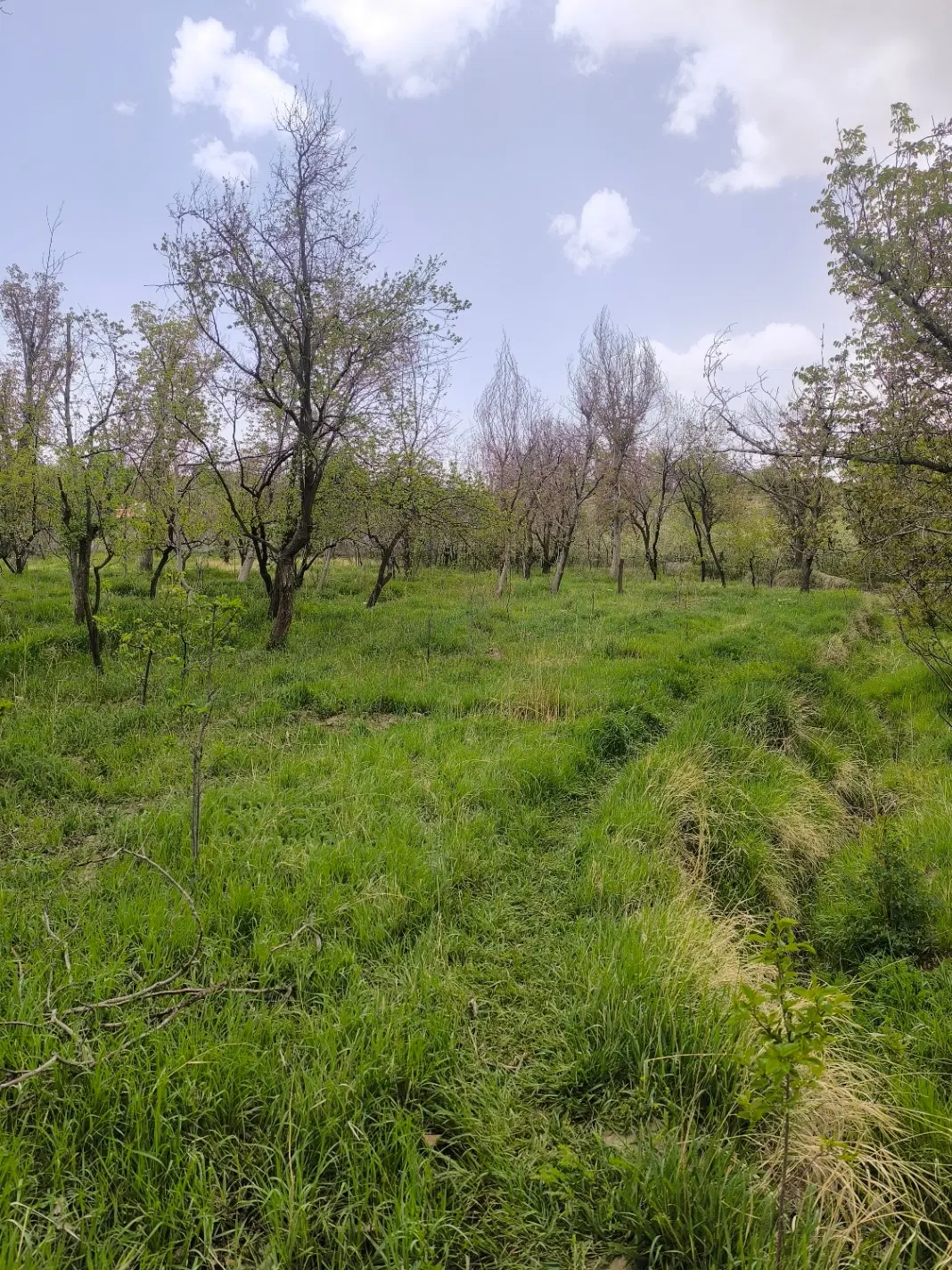 باغ درابشینه